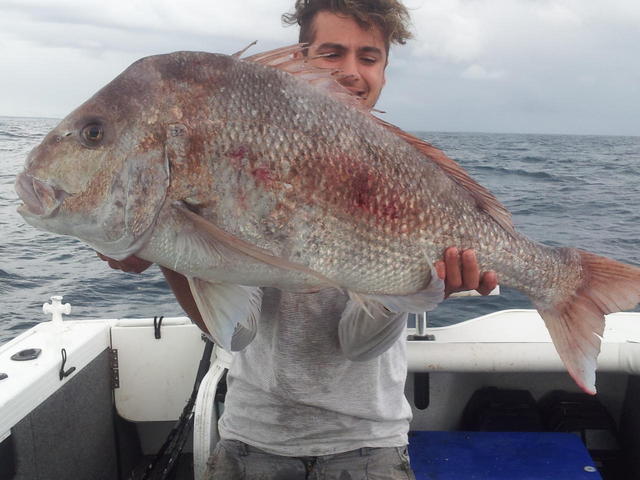 WA RECORED 18.064kg Snapper for POTM entry (edit)